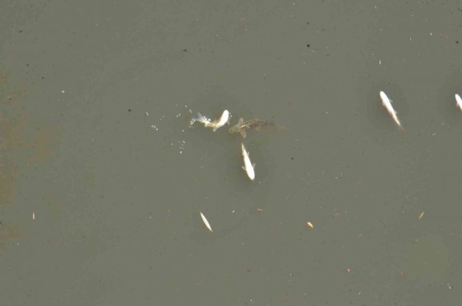 Ceyhan Nehri’nde Oksijensiz Kalan Balıklar Telef Oldu