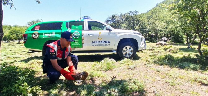Yaralı Şahini Jandarma Ekipleri Kurtardı