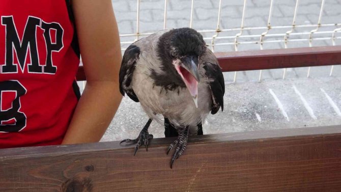 Okul Bahçesinde Sıcaktan Bayılan Karga, Kendine Gelince Öğrenci Kayıt Sırasına Girdi