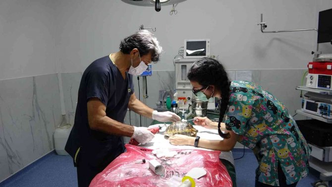 Arabanın Ezdiği Kaplumbağa Hayata Tutundu