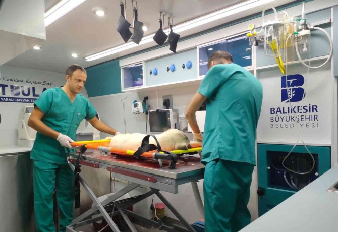 Tatilde 303 Can Dostun Tedavileri Gerçekleştirildi