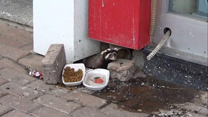Nesli Tükenmekte Olan Alaca Sansar Tekirdağ’da Görüldü