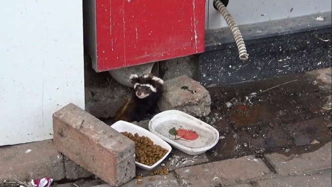 Nesli Tükenmekte Olan Alaca Sansar Tekirdağ’da Görüldü