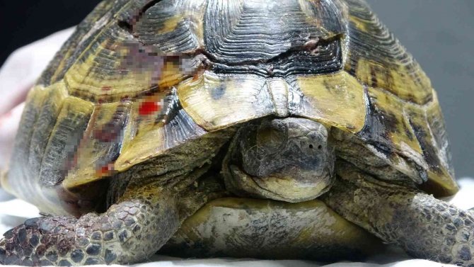 Arabanın Ezdiği Kaplumbağa Hayata Tutundu