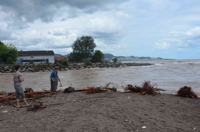 Sel Sonrası Kıyıya Vuran Odunlar, Vatandaşlar Tarafından Toplanıyor