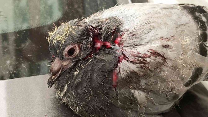 Yaralı Güvercin Telef Olmaktan Kurtarıldı