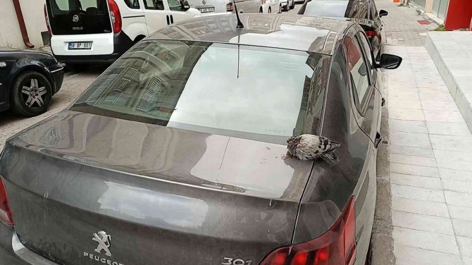 Yaralı Güvercin Telef Olmaktan Kurtarıldı