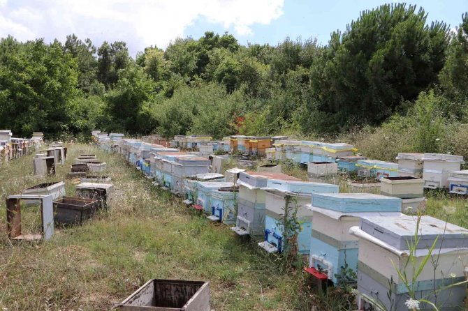 Tekirdağ’da Ortaya Çıkan Tırtıl İstilasıyla Beraber, Ayçiçeği Tarlalarının İlaçlanması Sonrasında Kovanlarından Çıkan Arılar Bir Daha Geri Gelmedi