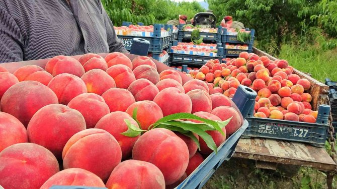 Şeftali Tarlada 2 Liraya Kadar Düştü