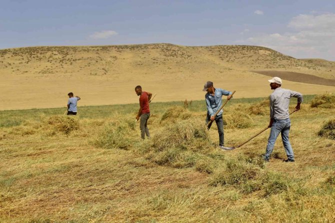 Toprağın Emekçileri Kavurucu Sıcaklar Altında Ter Döküyor