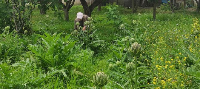 Denemek İçin Atıl Durumdaki Arazisine Enginar Ekti, Rekolte Karşısında Büyük Şaşkınlık Yaşadı