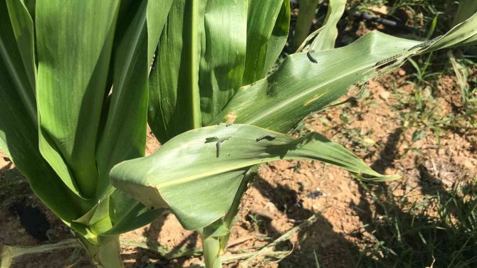 Çanakkale’de Tırtıl İstilası