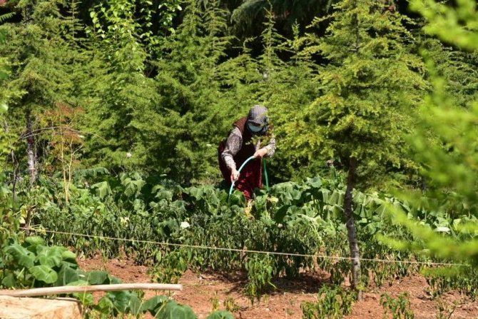 Tuzlalı 65 Yaş Üstü Büyüklerin Elleriyle Ektiği Mahsuller Hasat Verdi