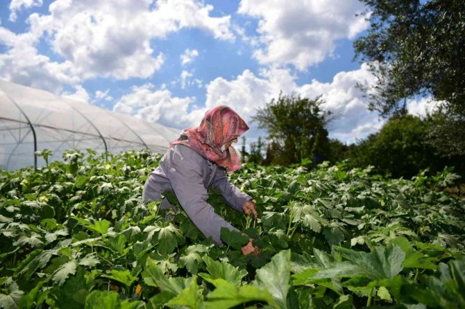 Tuzlalı 65 Yaş Üstü Büyüklerin Elleriyle Ektiği Mahsuller Hasat Verdi