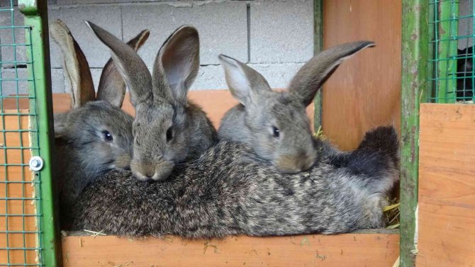 Yetiştirdiği Dev Velikan Tavşanlarla Herkesi Şaşırtıyor