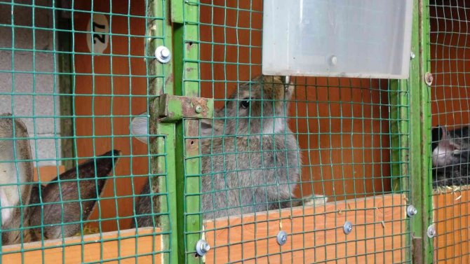 Yetiştirdiği Dev Velikan Tavşanlarla Herkesi Şaşırtıyor