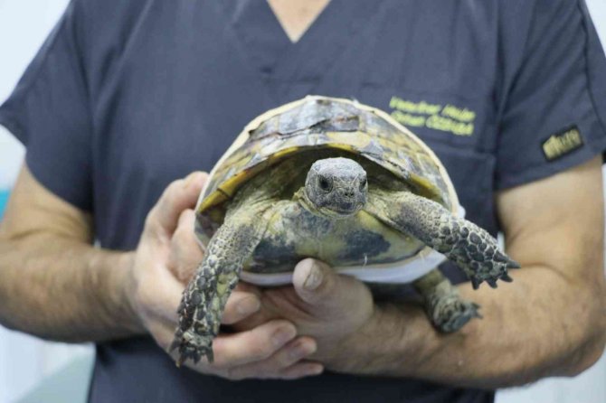 Arabanın Ezdiği Kaplumbağa Hayata Tutundu