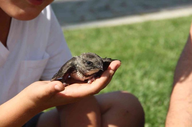 Yolda Buldukları Yaralı Ebabil Kuşunu Tedavi Edip Haydi̇ Ekiplerine Teslim Ettiler