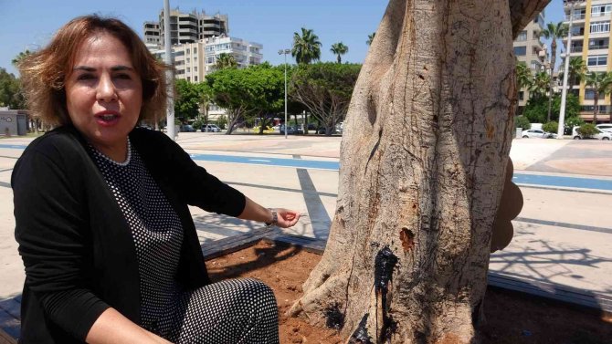 Mersin’de Yarım Asırlık Ağacın Kurutulmasına Tepki