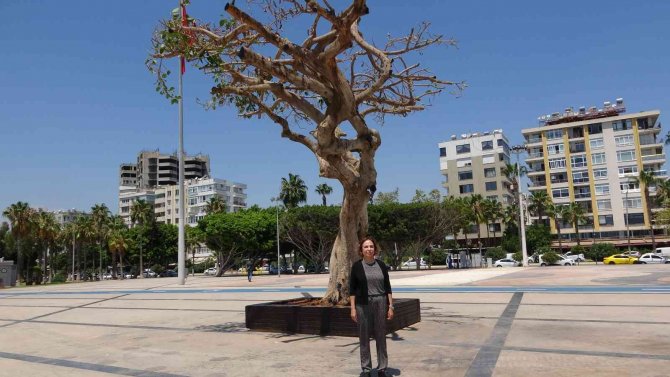 Mersin’de Yarım Asırlık Ağacın Kurutulmasına Tepki