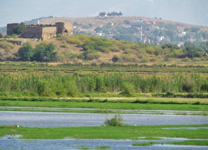 Kuruyan Kavak Ağaçları Endişelendirdi
