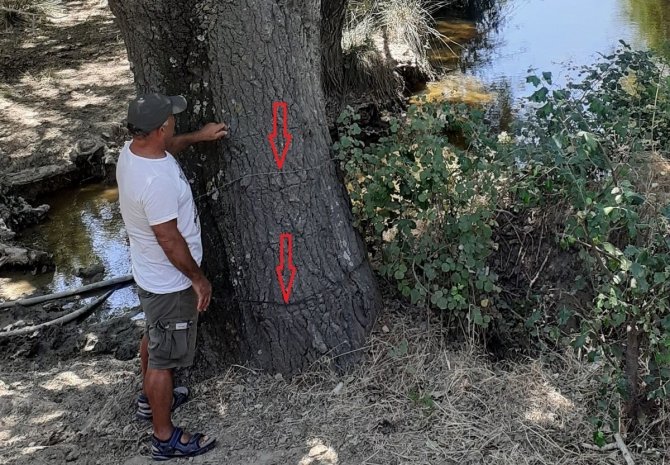 Kuruyan Kavak Ağaçları Endişelendirdi