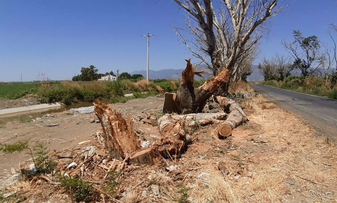 Kuruyan Kavak Ağaçları Endişelendirdi