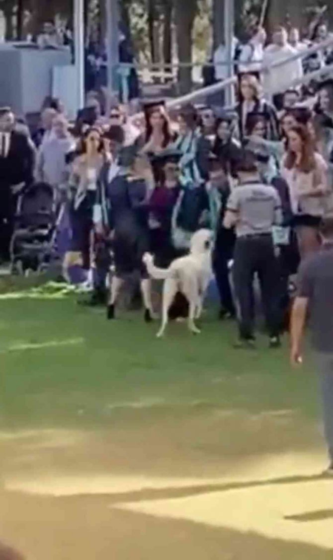 Başıboş Köpeğin Ege Üniversitesi Mezuniyet Töreninde İnsanlara Saldırdığı Anlar Kamerada