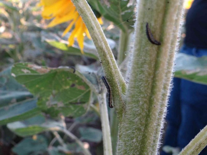 Bilecik’te ‘Çayır Tırtılı’ İstilası 6 Bin 500 Dekar Ayçiçeği Zarar Verdi