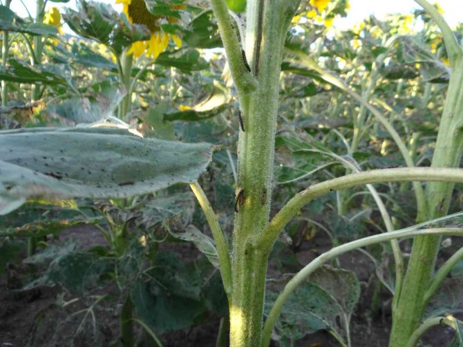 Bilecik’te ‘Çayır Tırtılı’ İstilası 6 Bin 500 Dekar Ayçiçeği Zarar Verdi