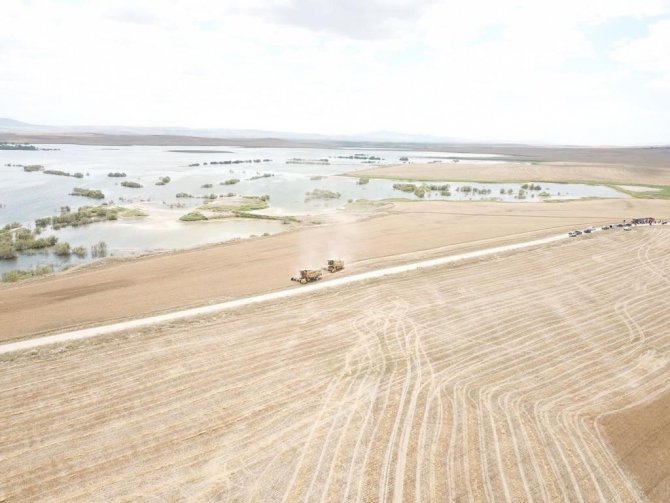 Beylikova Belediyesine Tahsis Edilen 4 Bin Dekar Arazide Hasat Başladı
