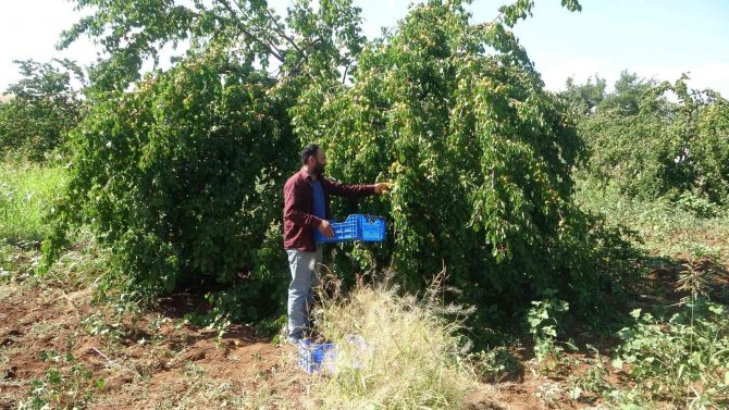 Yüksek Rekolte İle Sevinen Kayısı Üreticisi İşçi Bulamıyor