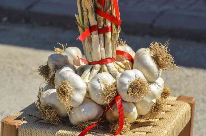 Taşköprü Sarımsağı 39 Tl’lik Kilogram Fiyatı İle Alıcı Buldu