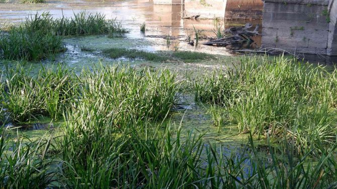 Tunca Nehri’ndeki Su Seviyesi, Bölgedeki Yağışların Azlığı Sebebiyle Düşüyor