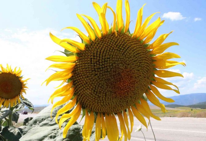 Sarıya Boyanan Ayçiçeği Tarlaları Hasat İçin Gün Sayıyor