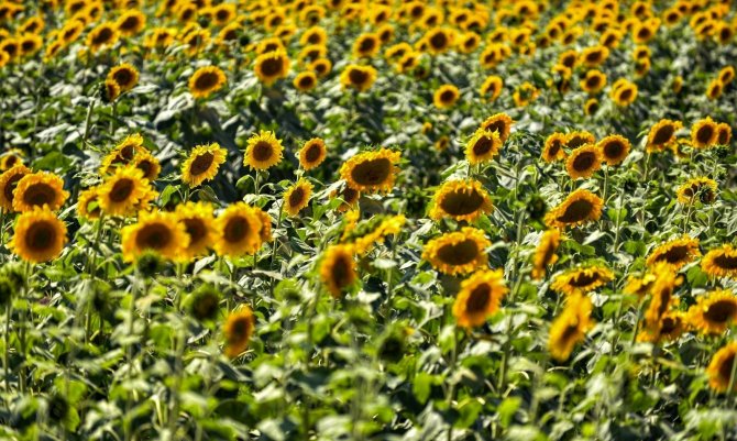 Sarıya Boyanan Ayçiçeği Tarlaları Hasat İçin Gün Sayıyor