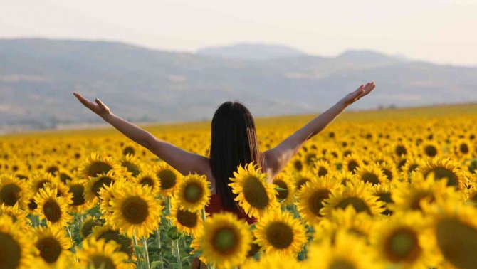 Sarıya Boyanan Ayçiçeği Tarlaları Hasat İçin Gün Sayıyor