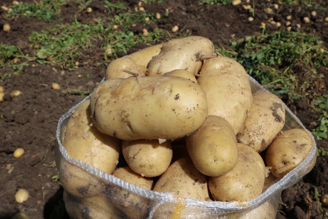 Patates 7 Tl’yi Bulan Satış Fiyatıyla Üreticisinin Yüzünü Güldürdü