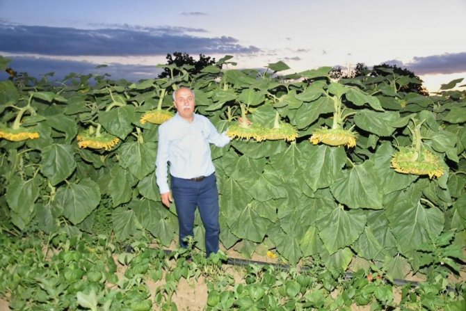 Yenişehir Belediyesinden Jet Hızıyla ’Tırtıl’ Operasyonu