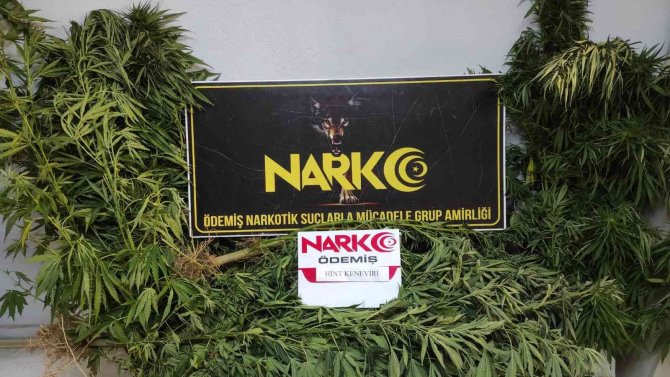 İ̇zmir’de Uyuşturucu Tarlaları Dron İle Tespit Edildi