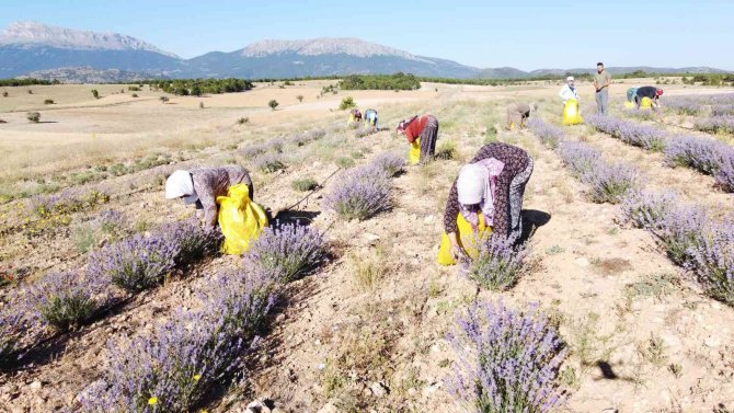 Taşlık Ve Kıraç Alanı Değerlendirip Lavanta Bahçesine Dönüştürdü