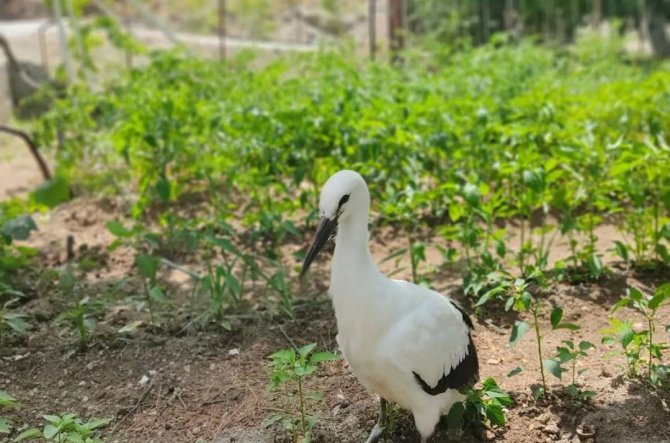 Derebucak’ta Yaralı Bulunan Leylek Koruma Altına Alındı