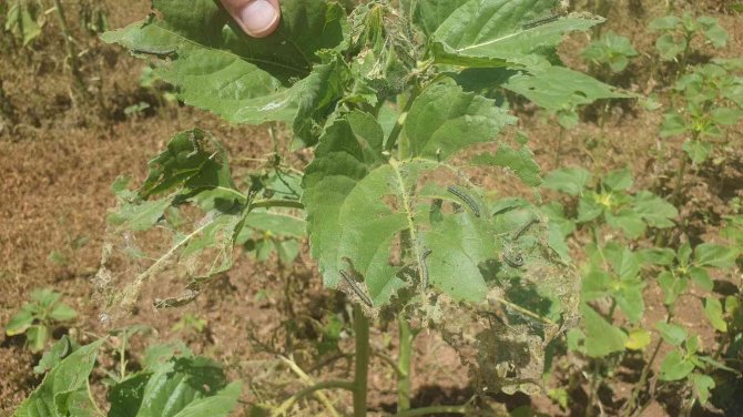 Bursa’da Tarım Alanlarında Tırtıl İstilası