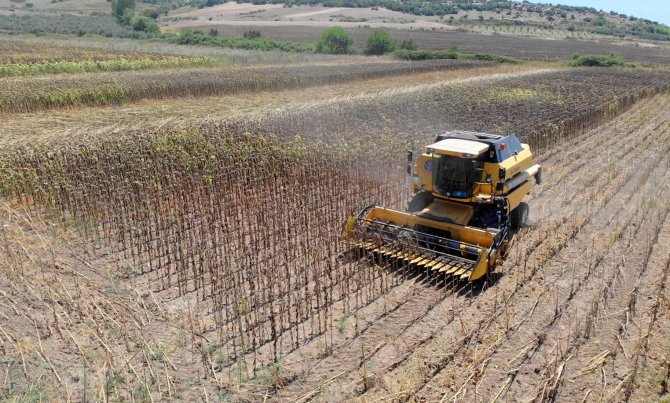 Yağlık Ayçiçeği Hasadı Başladı