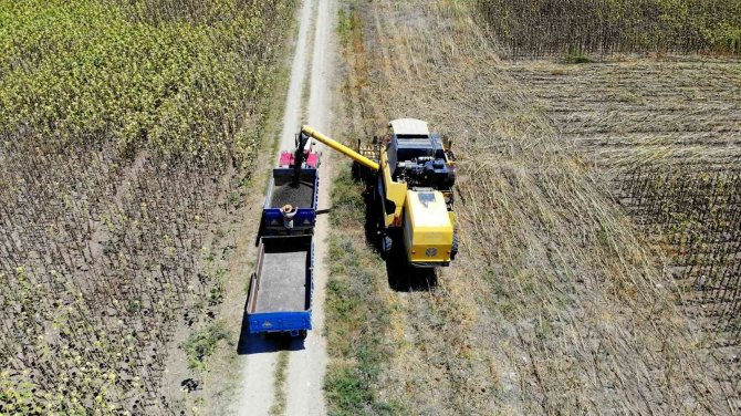 Yağlık Ayçiçeği Hasadı Başladı