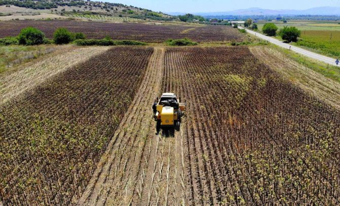 Yağlık Ayçiçeği Hasadı Başladı