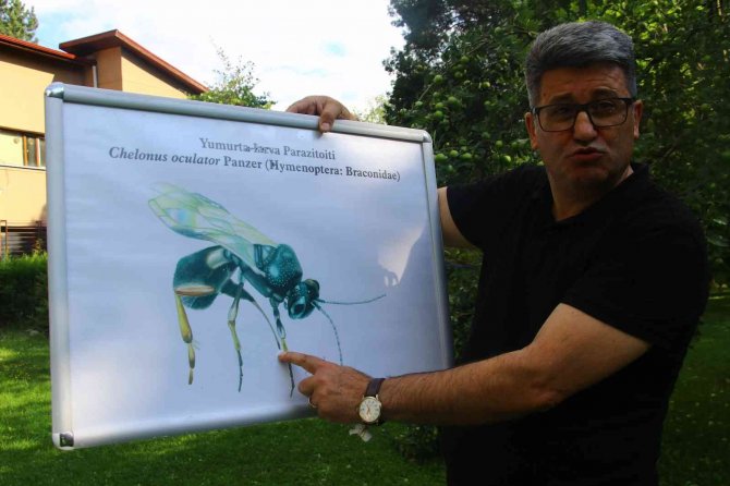 Bitki Koruma Profesörü, Çayır Tırtılı Zararlısına Karşı Çözüm Yolu Üretti
