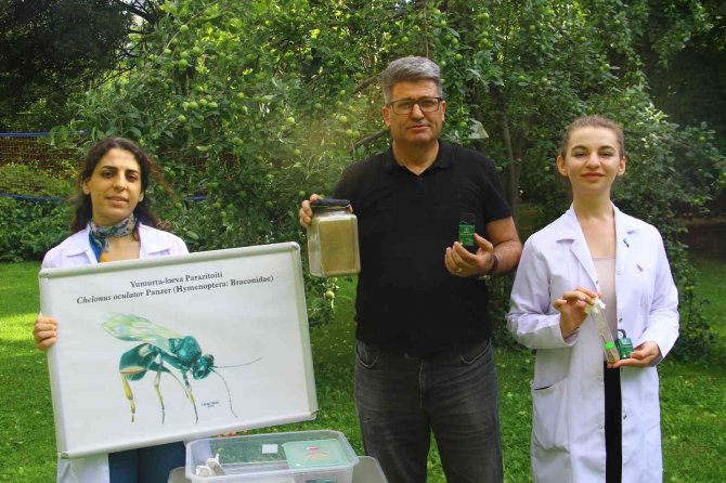 Bitki Koruma Profesörü, Çayır Tırtılı Zararlısına Karşı Çözüm Yolu Üretti