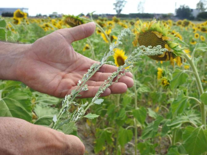 Ayçiçeği Hasadına Haftalar Kala Prof. Dr. Kaya, "Yeşil Ot Canavarı" Diyerek Büyük Tehlikeye Ve Verim Kaybına Dikkat Çekti