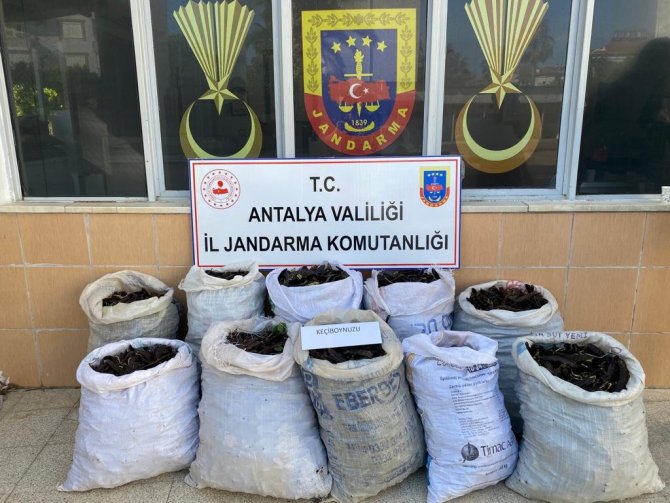 Keçiboynuzu Hırsızları Suçüstü Yakalandı